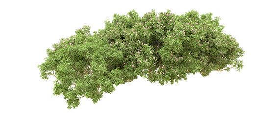 Obraz premium Green forest isolated on background. 3d rendering - illustration