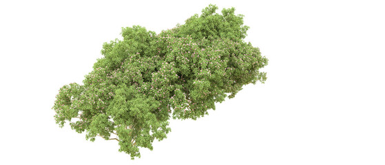 Green forest isolated on background. 3d rendering - illustration