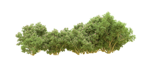 Obraz premium Green forest isolated on background. 3d rendering - illustration