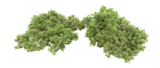 Green forest isolated on background. 3d rendering - illustration