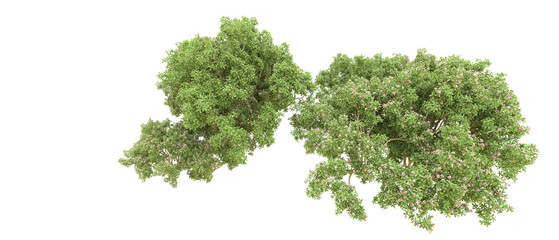 Green forest isolated on background. 3d rendering - illustration