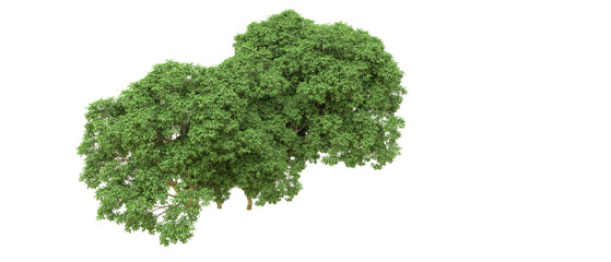 Obraz premium Green forest isolated on background. 3d rendering - illustration