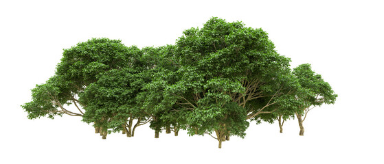 Green forest isolated on background. 3d rendering - illustration
