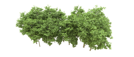 Green forest isolated on background. 3d rendering - illustration