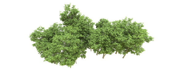 Green forest isolated on background. 3d rendering - illustration