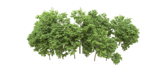 Fototapeta premium Green forest isolated on background. 3d rendering - illustration