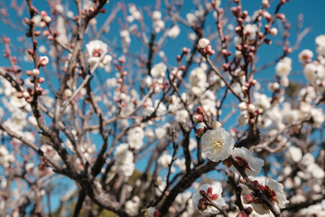 まばらに咲いた冬の白い梅の花　寒梅・春・新春・季節・はじまり