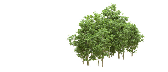 Fototapeta premium Green forest isolated on background. 3d rendering - illustration