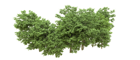 Green forest isolated on background. 3d rendering - illustration