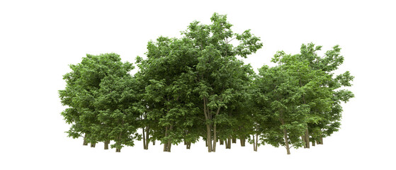 Green forest isolated on background. 3d rendering - illustration