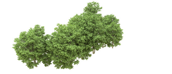 Green forest isolated on background. 3d rendering - illustration