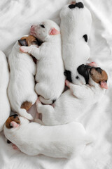 Group of Newborn Puppies lying on blanket