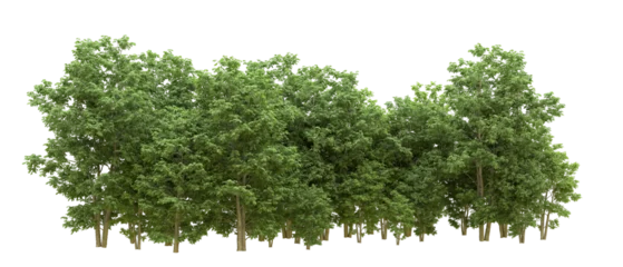 Rolgordijnen Green forest isolated on background. 3d rendering - illustration © Cristian