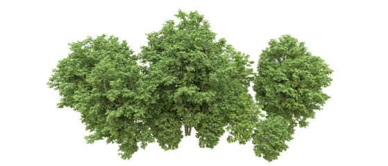 Green forest isolated on background. 3d rendering - illustration
