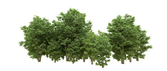 Green forest isolated on background. 3d rendering - illustration