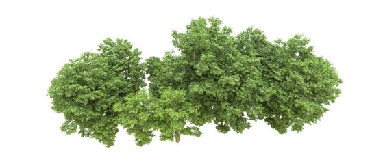Green forest isolated on background. 3d rendering - illustration
