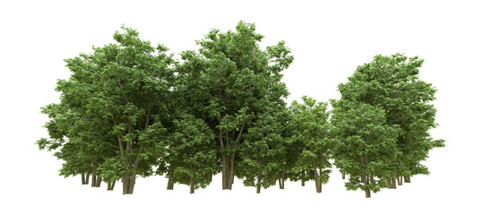 Fototapeta premium Green forest isolated on background. 3d rendering - illustration