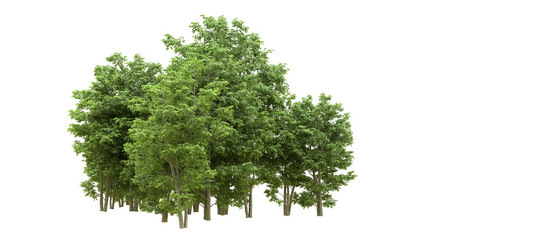 Obraz premium Green forest isolated on background. 3d rendering - illustration