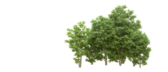 Obraz premium Green forest isolated on background. 3d rendering - illustration