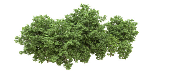 Green forest isolated on background. 3d rendering - illustration