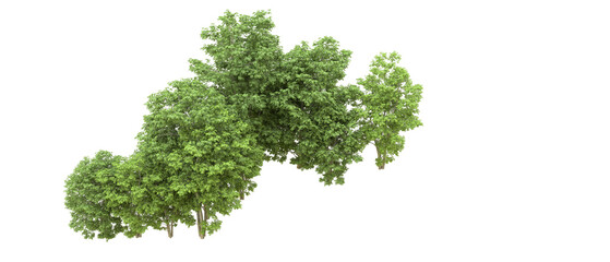 Green forest isolated on background. 3d rendering - illustration
