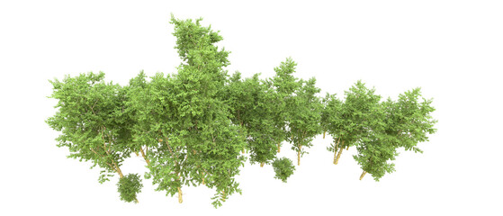 Green forest isolated on background. 3d rendering - illustration