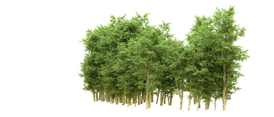 Green forest isolated on background. 3d rendering - illustration