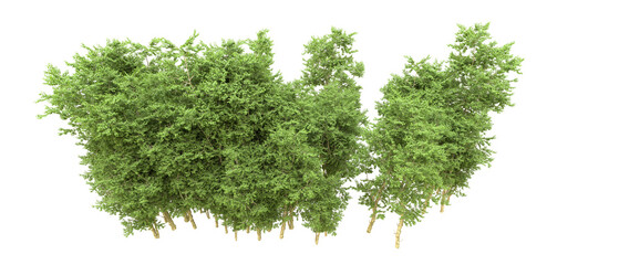 Green forest isolated on background. 3d rendering - illustration