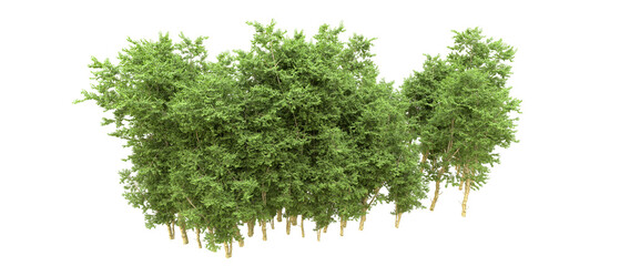 Green forest isolated on background. 3d rendering - illustration