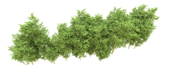 Green forest isolated on background. 3d rendering - illustration