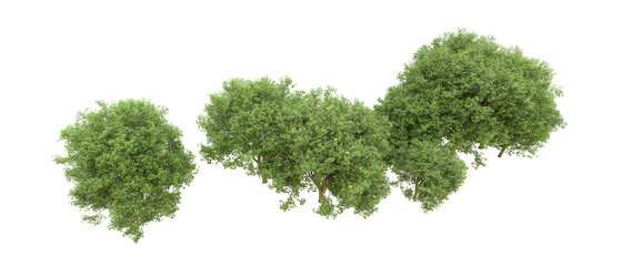 Obraz premium Green forest isolated on background. 3d rendering - illustration