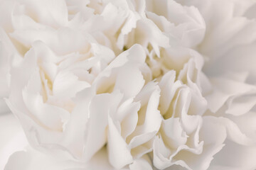 Beautiful white carnation blooming flower with lovely petals macro