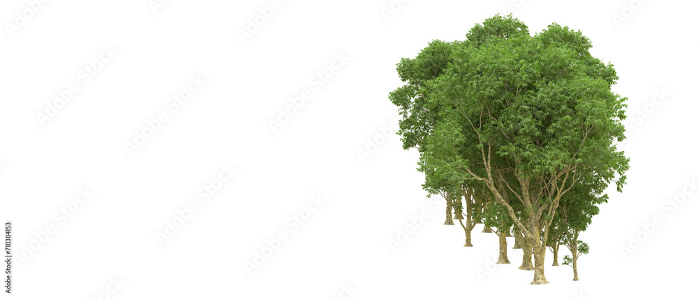 Wall mural Green forest isolated on background. 3d rendering - illustration - Wall murals