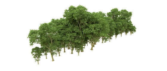 Green forest isolated on background. 3d rendering - illustration