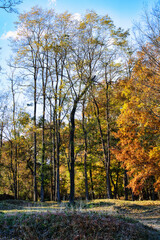 Fototapeta premium 秋の空の下、紅葉した木立の美しい風景