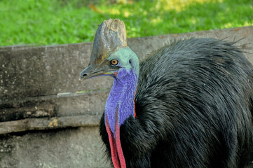 cassowary showing up her beauty