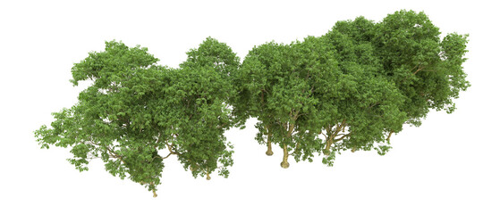 Obraz premium Green forest isolated on background. 3d rendering - illustration