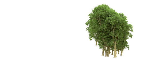 Fototapeta premium Green forest isolated on background. 3d rendering - illustration