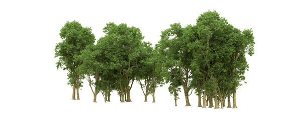 Green forest isolated on background. 3d rendering - illustration