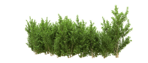 Green forest isolated on background. 3d rendering - illustration