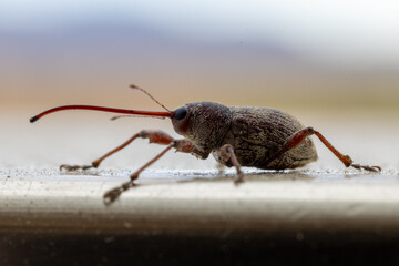 Sumérgete en el intrincado mundo de un escarabajo apion, una maravilla diminuta en esplendor de...