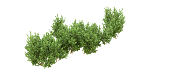 Green forest isolated on background. 3d rendering - illustration