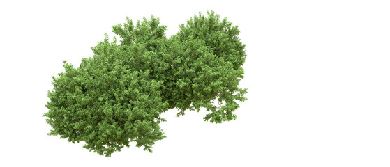 Green forest isolated on background. 3d rendering - illustration