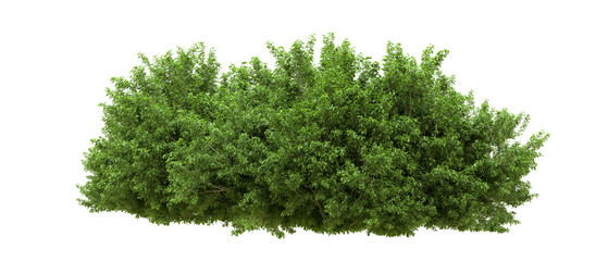Green forest isolated on background. 3d rendering - illustration