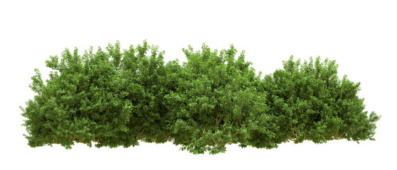 Green forest isolated on background. 3d rendering - illustration