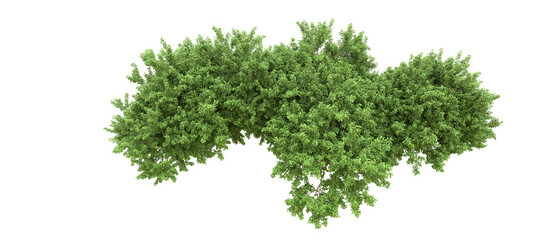 Green forest isolated on background. 3d rendering - illustration