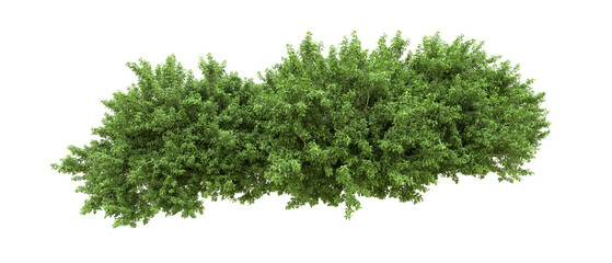 Fototapeta premium Green forest isolated on background. 3d rendering - illustration