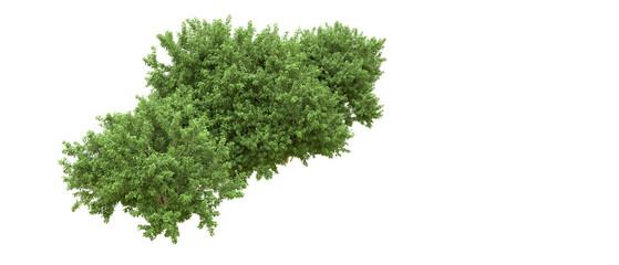 Green forest isolated on background. 3d rendering - illustration