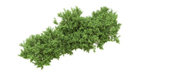 Obraz premium Green forest isolated on background. 3d rendering - illustration