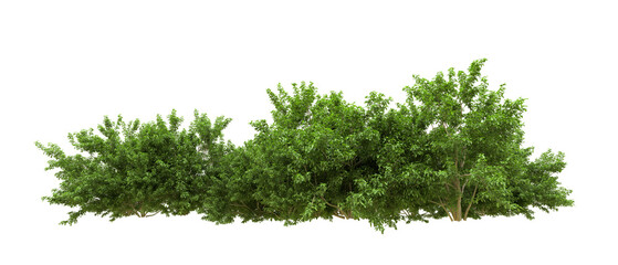 Green forest isolated on background. 3d rendering - illustration